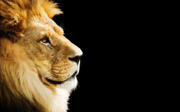 Картинка животные львы зверь голова грива лев хищник