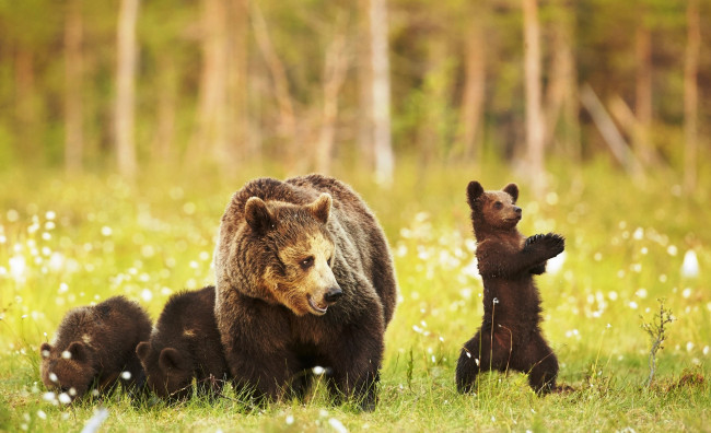 Обои картинки фото животные, медведи, медведица, медвежата, детеныши, трава, поляна
