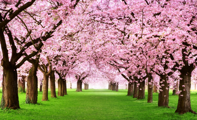 Обои картинки фото цветы, сакура,  вишня, весна, сад, трава, деревья, цветение