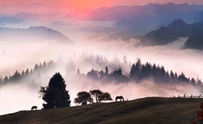 Обои картинки фото животные, лошади, утро, туман, горы