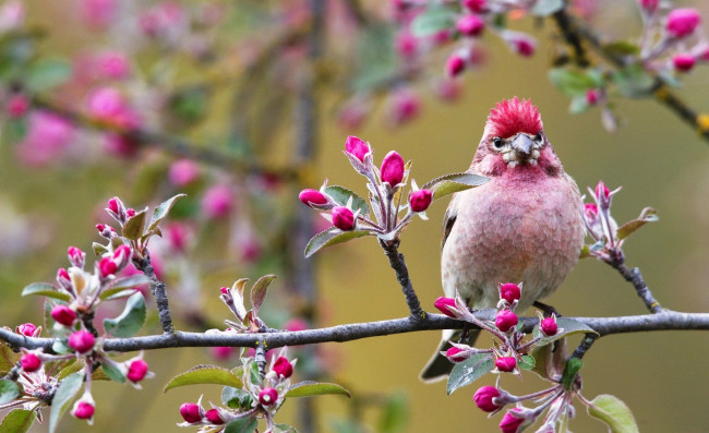 Обои картинки фото животные, птицы, сакура, цветение, птица, весна, ветка, розовая
