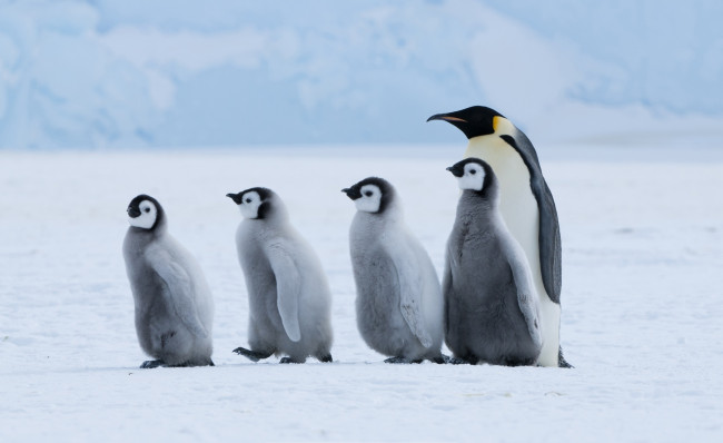 Обои картинки фото животные, пингвины, пингвин, пингвинята, строй, шеренга, снег, лед