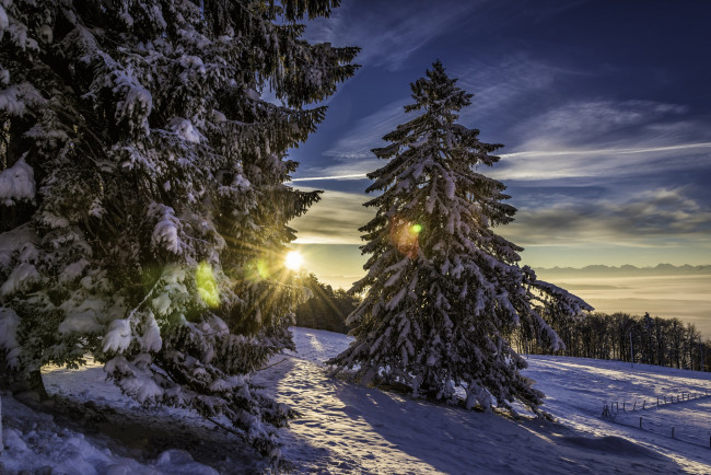 Обои картинки фото природа, зима, снег, ели, свет