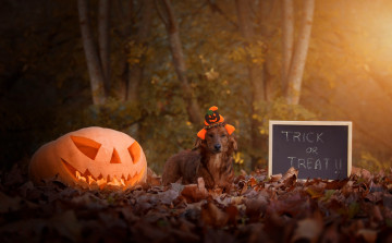 обоя праздничные, хэллоуин, осень, взгляд, листья, свет, деревья, парк, буквы, праздник, надпись, листва, собака, шляпа, тыква, доска, шляпка, слова, фраза, шапочка, хеллоуин, рожица, 31, октября, ведьмочка