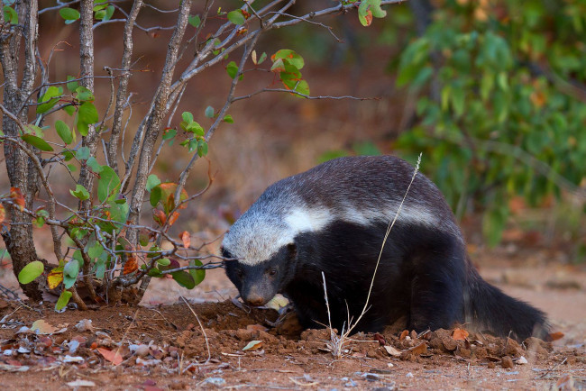 Обои картинки фото медоед, животные, барсуки, honey, badger, куньи, животное, хищник, африка, бесстрашный, когти, шерсть, млекопитающее