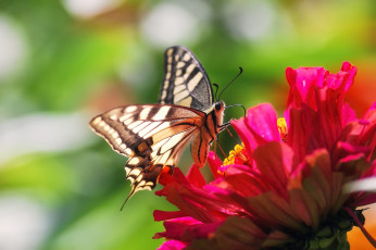 обоя животные, бабочки,  мотыльки,  моли, цветок, лето, макро, розовый, бабочка, махаон