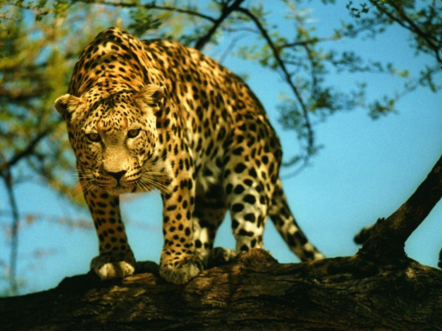 Обои картинки фото животные, леопарды, взгляд, морда, на, дереве, леопард