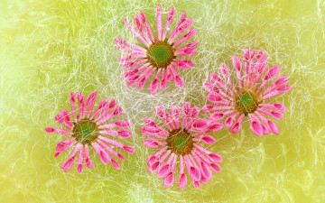 Картинка цветы диморфотеки