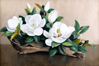 Картинка рисованные цветы магнолия белый