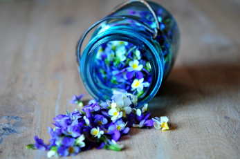 обоя цветы, фиалки, банка, фиолетовый