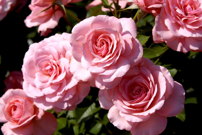 Обои картинки фото цветы, розы, много, бледно-розовый