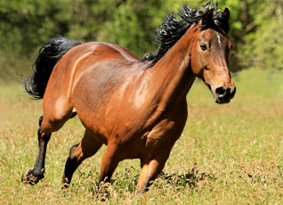 Картинка животные лошади гнедой грива красавец