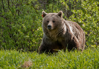 Картинка животные медведи трава топтыгин