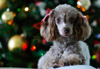 Картинка животные собаки щенок пудель праздник
