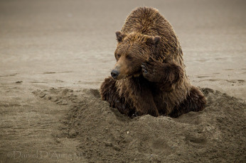 Картинка животные медведи песок топтыгин