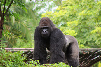 Картинка животные обезьяны большой горилла