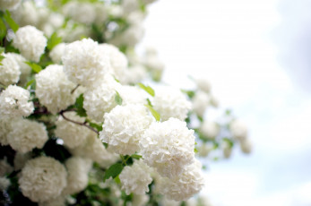 Картинка цветы гортензия белый шары куст