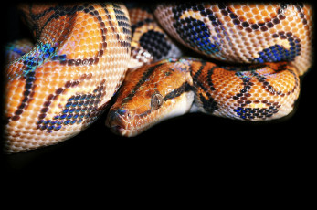 Картинка новым 2013 годом животные змеи питоны кобры голова питон