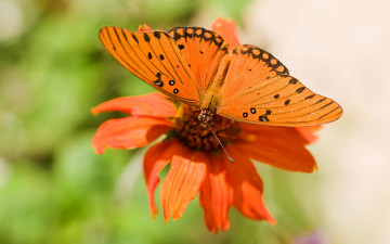 Картинка бабочка на цветке животные бабочки цветок оранжевая