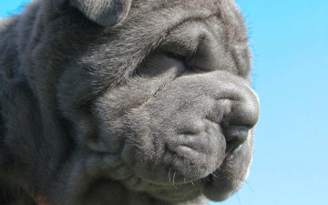 Картинка неаполитанский мастифф животные собаки собака серый