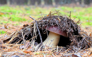 Картинка природа грибы иголки боровик