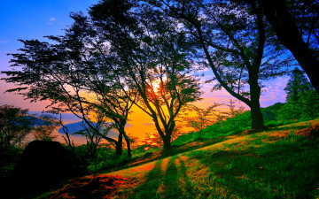 Картинка природа восходы закаты деревья свет склон