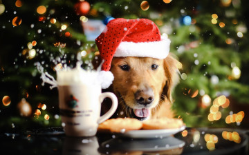 Картинка собачий праздник животные собаки лабрадор собака шапка брызги блики угощение
