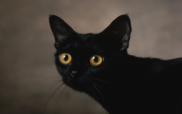 Картинка животные коты кот черный уши глаза