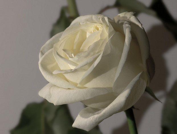 Обои картинки фото цветы, розы, белая, роза, бутон, макро