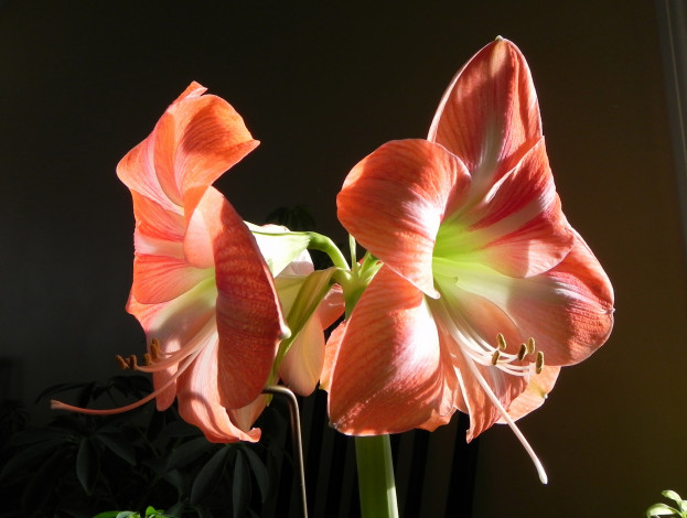 Обои картинки фото цветы, амариллисы, гиппеаструмы, amaryllis