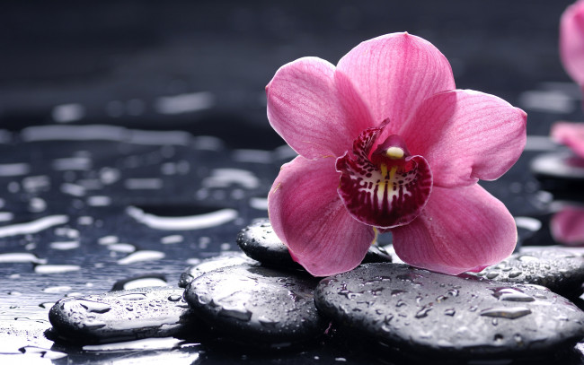 Обои картинки фото цветы, орхидеи, вода, капли, орхидея, камни