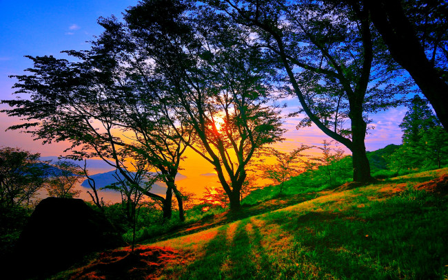 Обои картинки фото природа, восходы, закаты, деревья, свет, склон