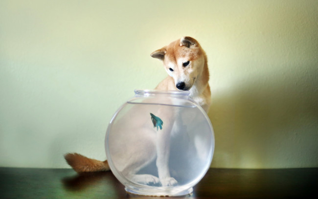 Обои картинки фото животные, собаки, собака, аквариум, рыбка