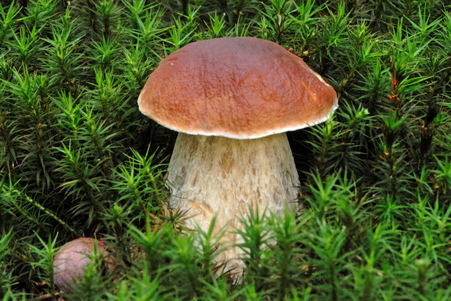 Обои картинки фото природа, грибы, мох, боровик