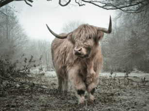 Картинка животные коровы +буйволы поляна бык