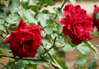 Картинка цветы розы пара