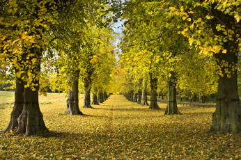 Картинка природа парк стволы осень аллея