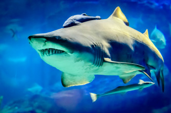 Картинка животные акулы глубина акула океан