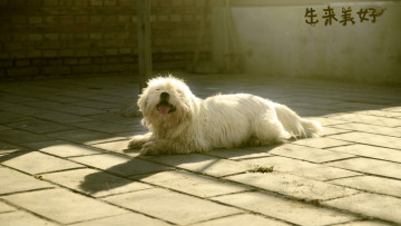 Картинка животные собаки белая морда лохматая собака
