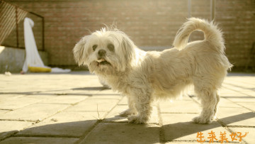 Картинка животные собаки собака лохматая морда белая