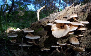 Картинка природа грибы много