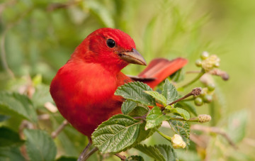Картинка животные птицы красный