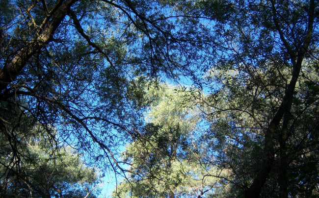 Обои картинки фото природа, деревья, ветви, листья