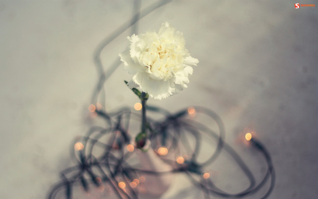 Обои картинки фото цветы, гвоздики, цветок, белая, гвоздика, одинокая, гирлянда