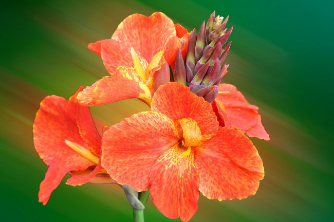 Обои картинки фото цветы, канна, оранжевый
