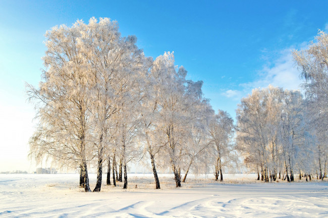 Обои картинки фото природа, зима, деревья, снег, солнце