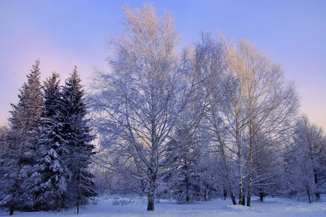Обои картинки фото природа, зима, снег, кусты, деревья