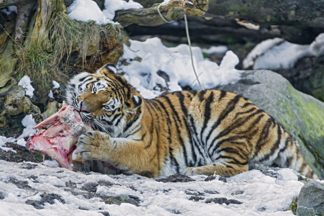Обои картинки фото животные, тигры, мясо