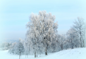 Картинка природа зима деревья иней снег