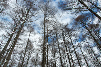 Картинка природа деревья зима небо